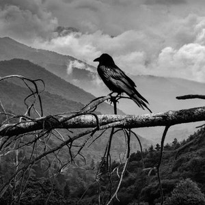 Black Raven Photograph: Smoky Mountains Print, Tennessee National Park