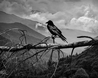 Black Raven, Raven Sentinel, Misty Mountains, Smoky Mountains, National Park, Tennessee, Black and White, Bird Photograph, Nature Photograph