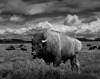 American Buffalo, Buffalo Art Print, Bison Wildlife, Teton National Park, Black and White, Sepia Tone, Animal Landscape, Wildlife Photograph