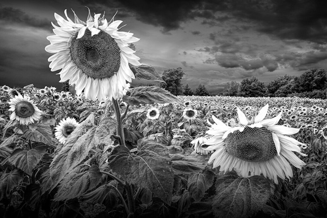 Sunflower Field, Blooming Sunflowers, Flower Photography, Rockford