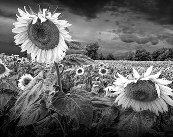 Sunflower Field, Blooming Sunflowers, Flower Photography, Rockford Michigan, Michigan Landscape, Black and White, Sepia, Nature Photograph
