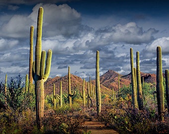 Saguaro Cactus National Park Tucson Arizona Sonoran Desert | Etsy