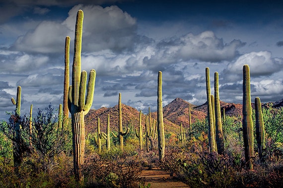 Saguaro Cactus Saguaro National Park Tucson Arizona | Etsy