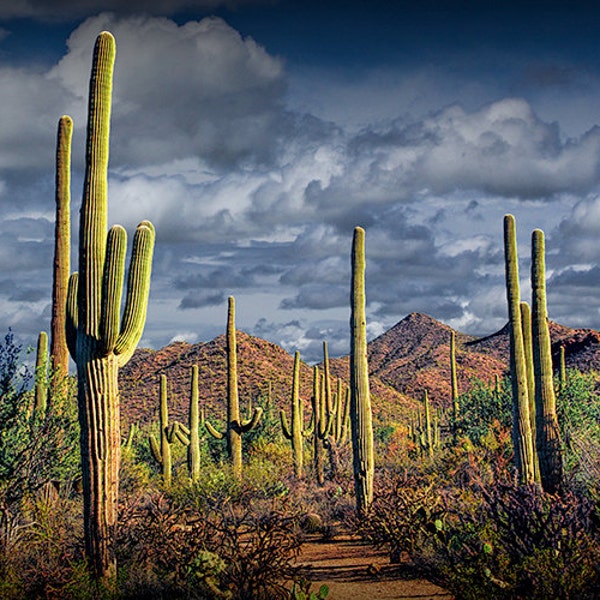 Photograph, Saguaro Cactuses, Saguaro National Park, Tucson Arizona, Panorama, Southwest, Desert, Western Fine Art, Landscape Photography