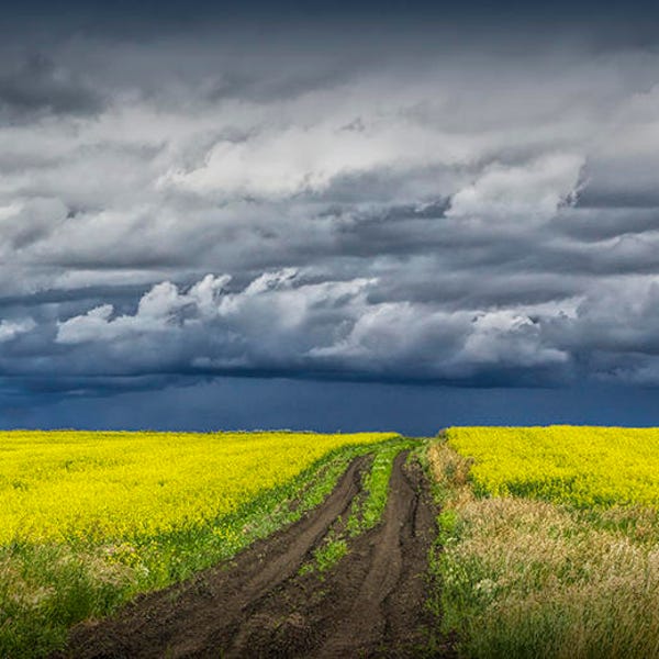 Canola Field, Dirt Road, Seed Field, Canola Crop, Prairie Farm, Southern Alberta, Canada Landscape, Fine Art, Landscape Photograph, wall art