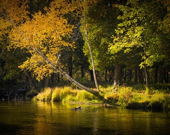 Little Manistee River, Trout Stream, Autumn Scene, Fall Colors, Salmon River, Steelhead Stream, Manistee Michigan, Landscape Photograph