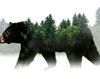 American Black Bear Art with Green Forest appearing through the Animal Image, Concept Art, Wildlife Graphic, Nature Landscape, Bear Portrait