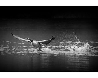 Canada Goose walking on Water, Classic Black and White Photograph, Fine Art Bird Landscape Photograph