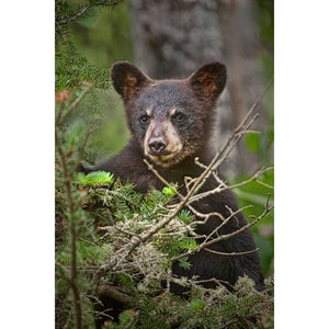 Black Bear Cub, Wild Bear, Minnesota Wildlife, Pine Branches, Vince Shute, Wildlife Sanctuary, Orr Minnesota, Fine Art, Animal Photograph zdjęcie 1