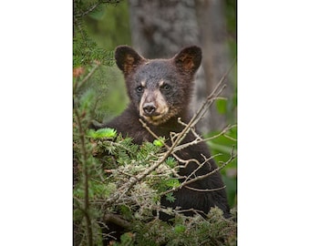 Black Bear Cub, Wild Bear, Minnesota Wildlife, Pine Branches, Vince Shute, Wildlife Sanctuary, Orr Minnesota, Fine Art, Animal Photograph