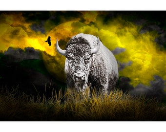 White Spirit Buffalo with Crow in Western Photo of a Sacred Animal, Great Western Bison Wall Decor, Full Color or Black and White or Sepia