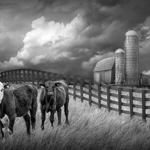 Cattle along a Black Fence in Farm Landscape Wall Decor with Rustic Barn, Agricultural Farmhouse Wall Decor Photograph, Rural Landscape Art image 7