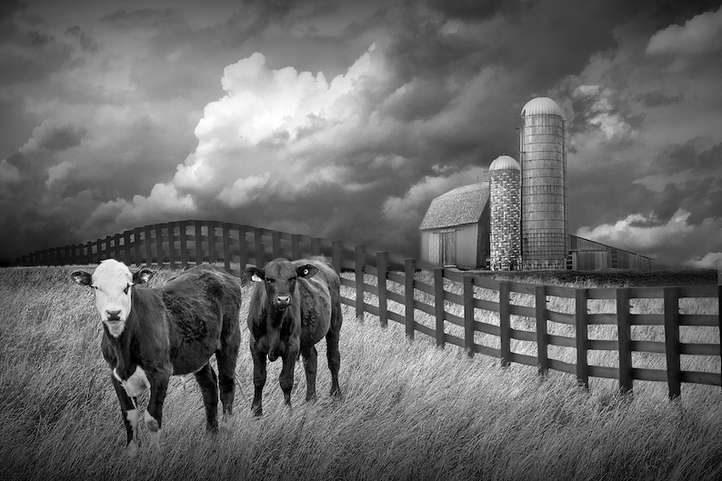 Cattle along a Black Fence in Farm Landscape Wall Decor with Rustic Barn, Agricultural Farmhouse Wall Decor Photograph, Rural Landscape Art image 7