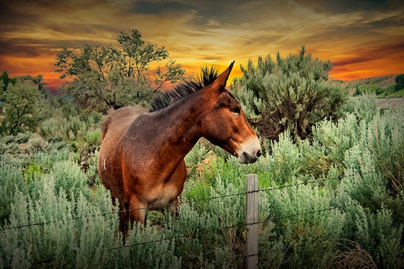 Mule occidentale, photographie animalière, pinceau de sauge, dans