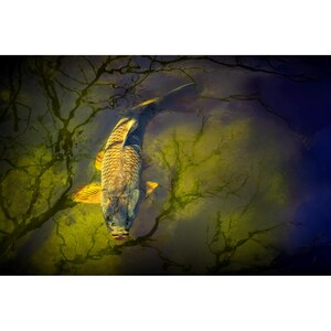 Fish Pond Fine Art Print: Shallows, Tree Reflections, Aquatic Home Decor