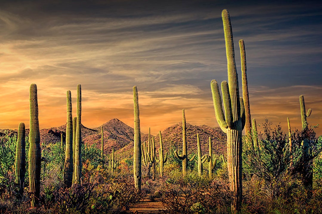 Saguaro Cactus at Sunset Saguaro National Park Tucson - Etsy