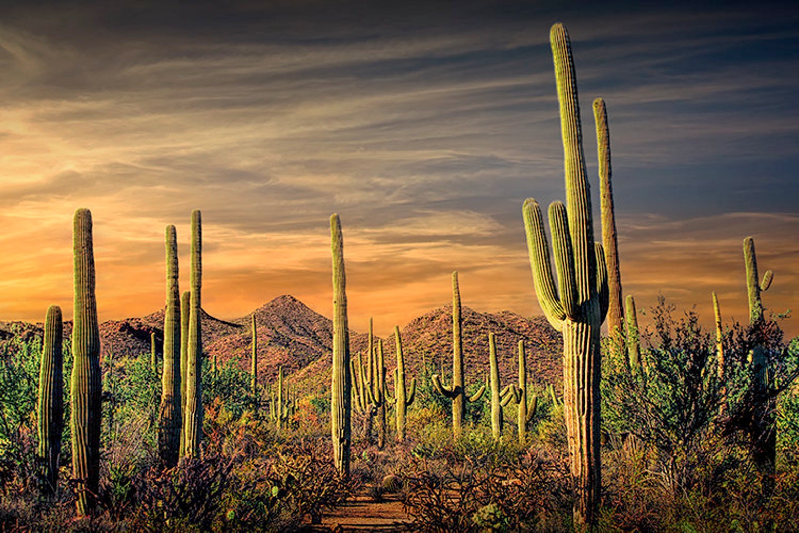 Saguaro Cactus at Sunset Saguaro National Park Tucson - Etsy Denmark