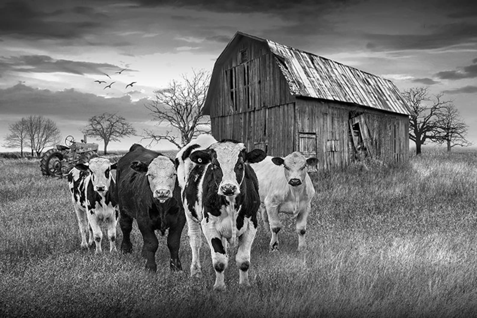 Cows Coming Home Cattle With Barn and Tractor Rustic Etsy