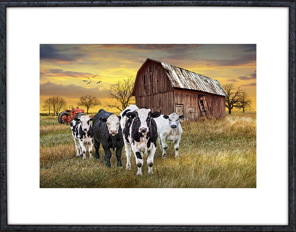 Cows Coming Home Cattle With Barn and Tractor Rustic - Etsy Canada