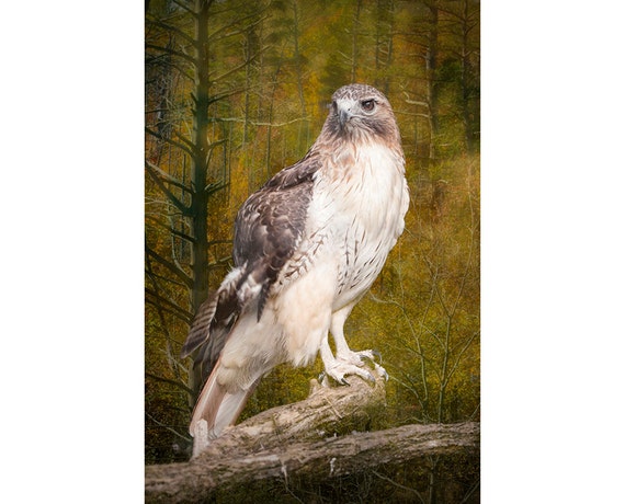 Red Tail Hawk Photo Wildlife Art Bird Of Prey Chicken Hawk Etsy