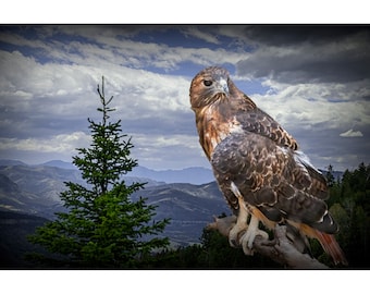 Perched Red Tail Hawk on a Branch in the Mountains, Bird of Prey Wall Decor Photograph, Chicken Hawk, Predator Bird, Bird Photography