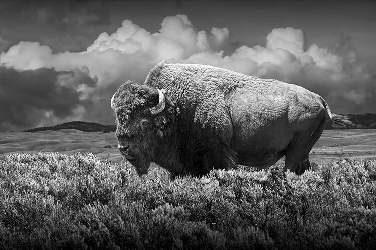 Bisonte búfalo americano en el Parque Nacional de Yellowstone | Etsy México
