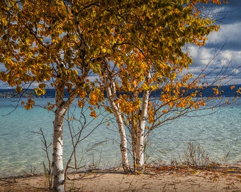 Autumn White Birch Trees along the shore of Crystal Lake near Frankfort Michigan No.9160 -  A Fine Art Fall Landscape Photograph