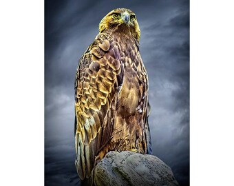 Majestic Golden Eagle Portrait: Fine Art Nature Photograph