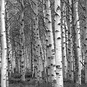White Birch Tree Forest, Birch Tree Grove Print, Aspen Trees, Birch Tree Art, Fine Art Wall Decor, Woodland Scene, Landscape Photograph