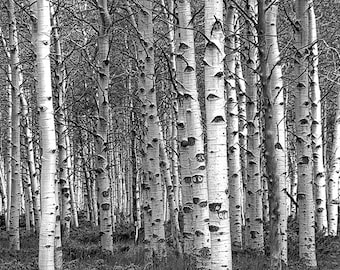 White birch clothing reviews cheap