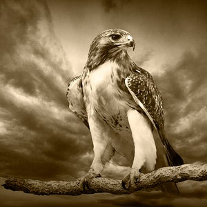 Red-Tail Hawk Portrait Photograph, Wildlife Bird Art, Bird of Prey Perched, Chicken hawk, Woodland Forest, Predator Bird, Bird Photography image 8