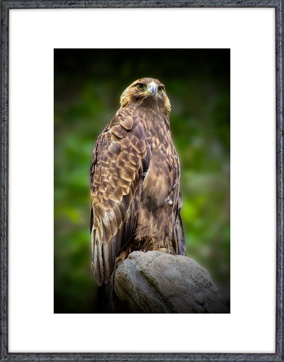 The Majestic Golden Eagle A Carnivorous Bird Of Prey No455 A Fine Art Predator Bird Nature Photograph