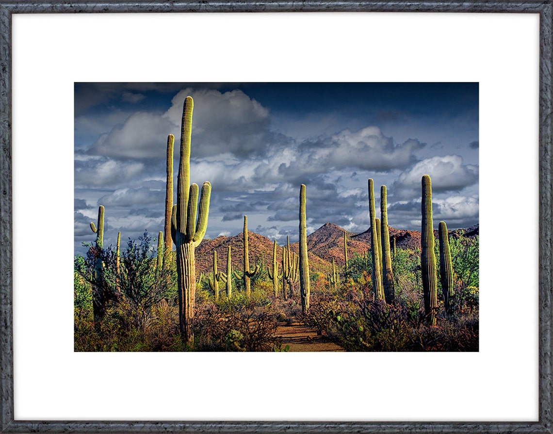 Saguaro Cactus Saguaro National Park Tucson Arizona | Etsy