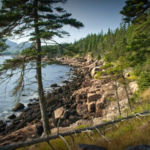 Acadia National Park Seascape Photograph: Maine Coastline Pine Tree Art Print