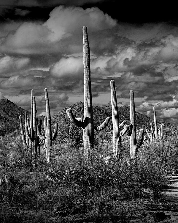 Saguaro Cactus National Park Tucson Arizona Sonoran Desert ...
