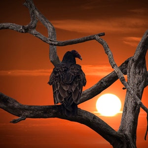 Turkey Buzzard Vulture at Sunset in the Florida Everglades - A Wildlife Bird Photograph