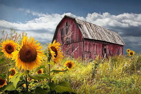 Sunflower Field and Red Barn Photography: Americana Landscape