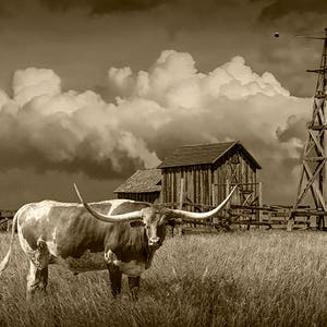 Longhorn Steer Sepia Photograph: Farm Windmill, South Dakota Prairie image 1