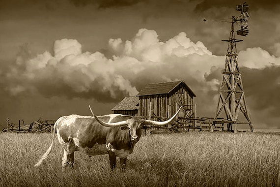 Longhorn Steer Sepia Photograph: Farm Windmill, South Dakota Prairie