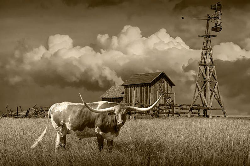 Longhorn Steer Sepia Photograph: Farm Windmill, South Dakota Prairie image 1
