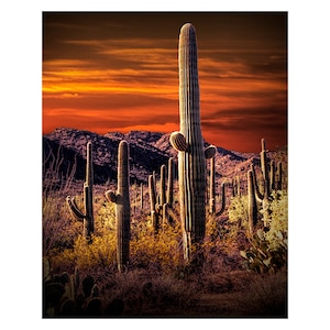 Saguaro Cactus Sunset Photograph: Arizona Desert Landscape Art