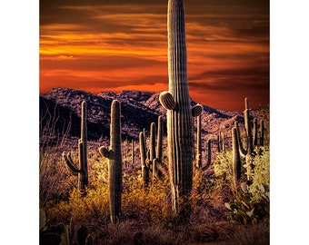 Western Wall Decor of Cactus with Red Sky in Saguaro National Park by Tucson Arizona, Saguaro Cacti, Desert Landscape, Arizona Photograph