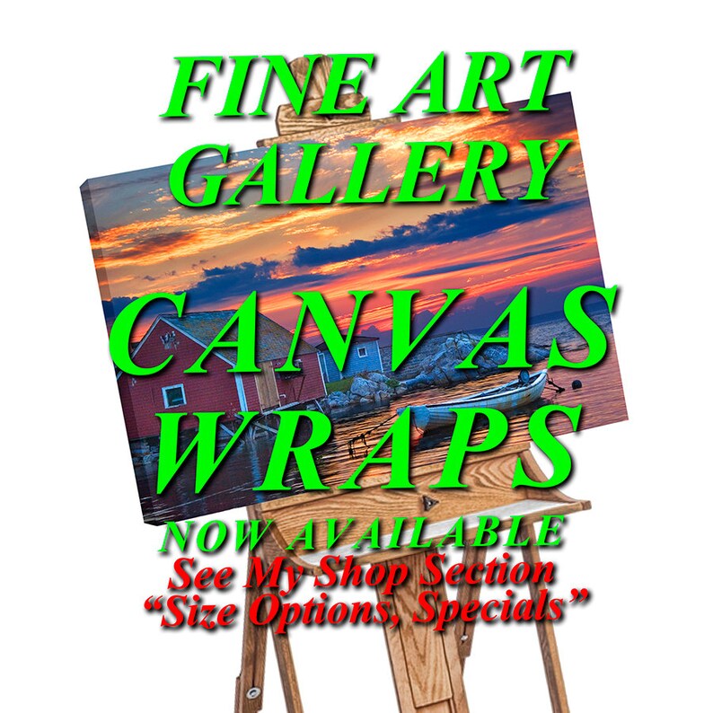 Gulls flying over a Golden Wheat Field at Sunset in Michigan image 4