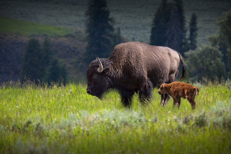 Yellowstone Buffalo and Calf Photograph: Wyoming Wildlife Print