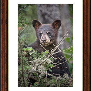 Black Bear Cub, Wild Bear, Minnesota Wildlife, Pine Branches, Vince Shute, Wildlife Sanctuary, Orr Minnesota, Fine Art, Animal Photograph zdjęcie 2