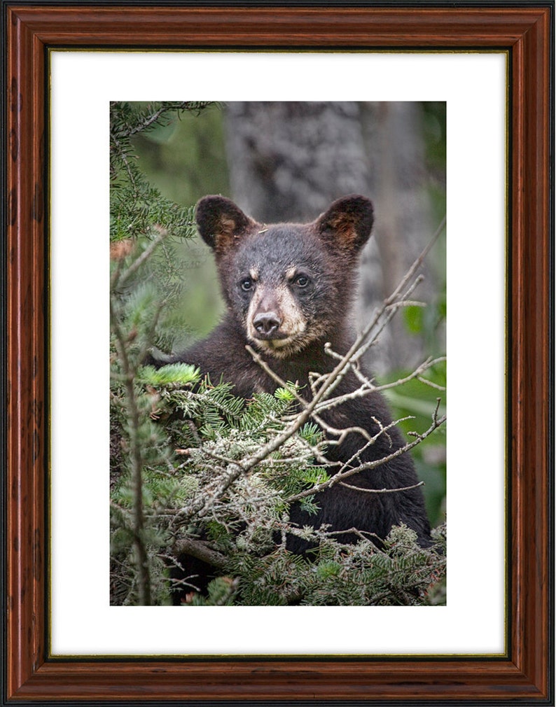 Black Bear Cub, Wild Bear, Minnesota Wildlife, Pine Branches, Vince Shute, Wildlife Sanctuary, Orr Minnesota, Fine Art, Animal Photograph zdjęcie 2