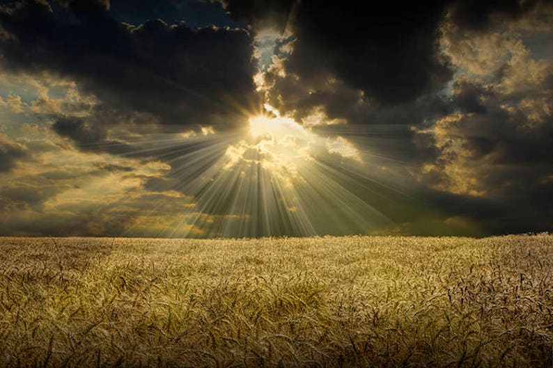 Golden Wheat Field Art Print: Sunbeam Farm Landscape Photography image 1