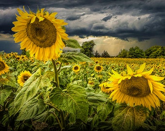 Blooming Sunflowers in a Rural Landscape Farm Field, A Fine Art Yellow Flower Nature Photograph