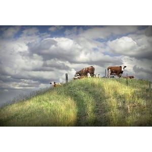 Cattle Pasture Photograph: Rustic Farmhouse Country Landscape