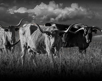 Texas Longhorn, Steers, Western Photograph, under a Cloudy Sky, Cattle, on the Prairie, Fine Art, Black and White, Sepia, Animal Photography